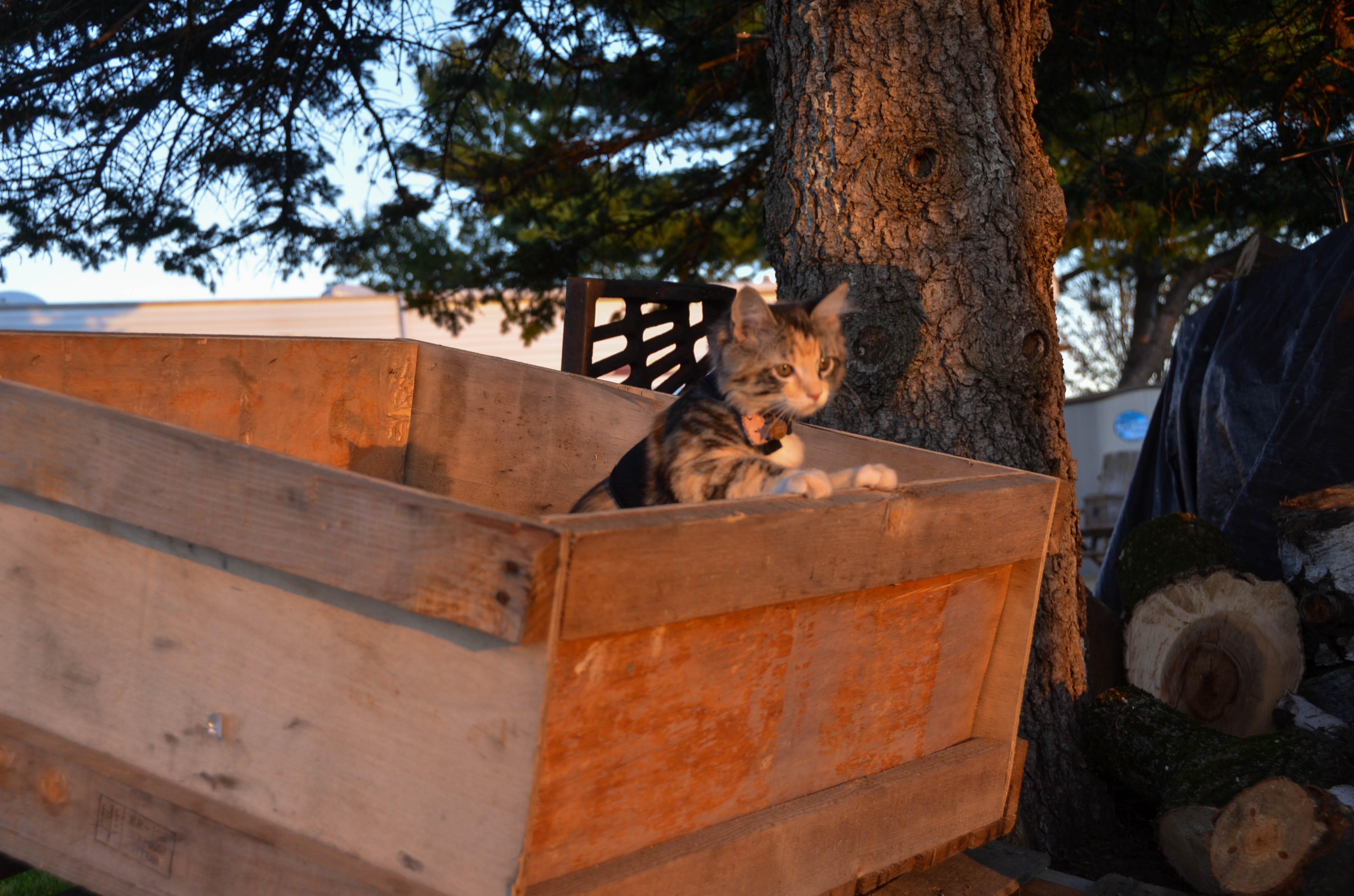 Gypsy was eager for some outdoor time.