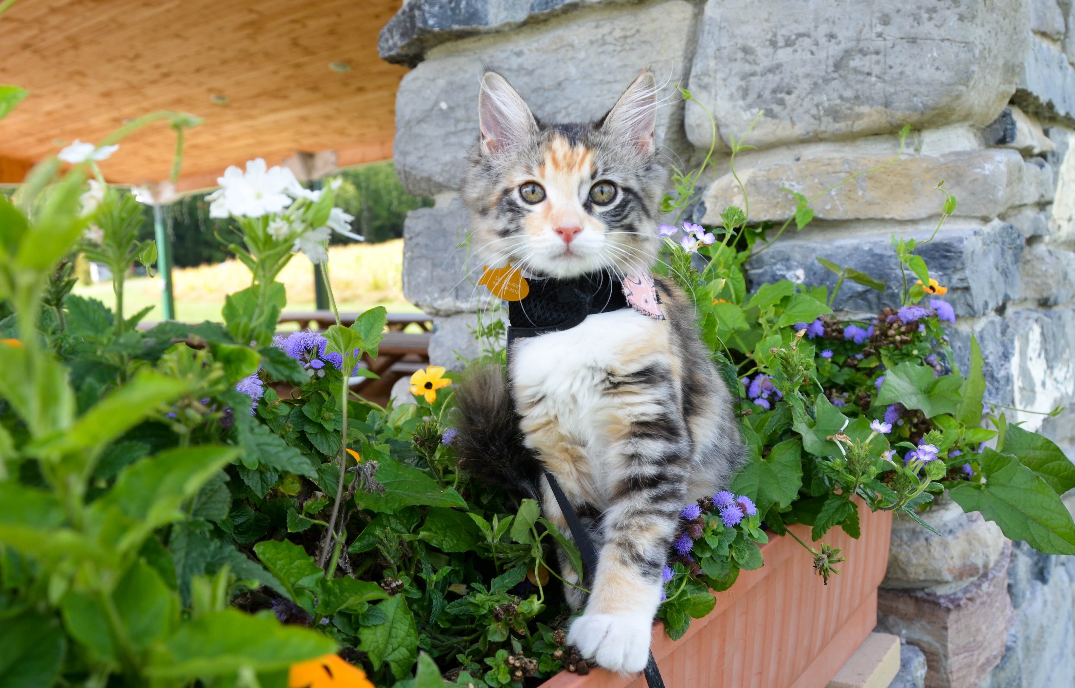 Gypsy in the flowers.