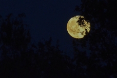 That night, a supermoon rose.