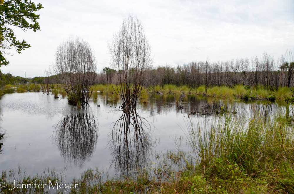 Wetlands after a recent rain.