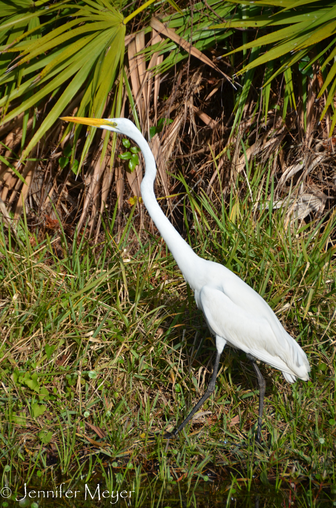 White heron by the road.