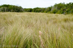 Grassy field.