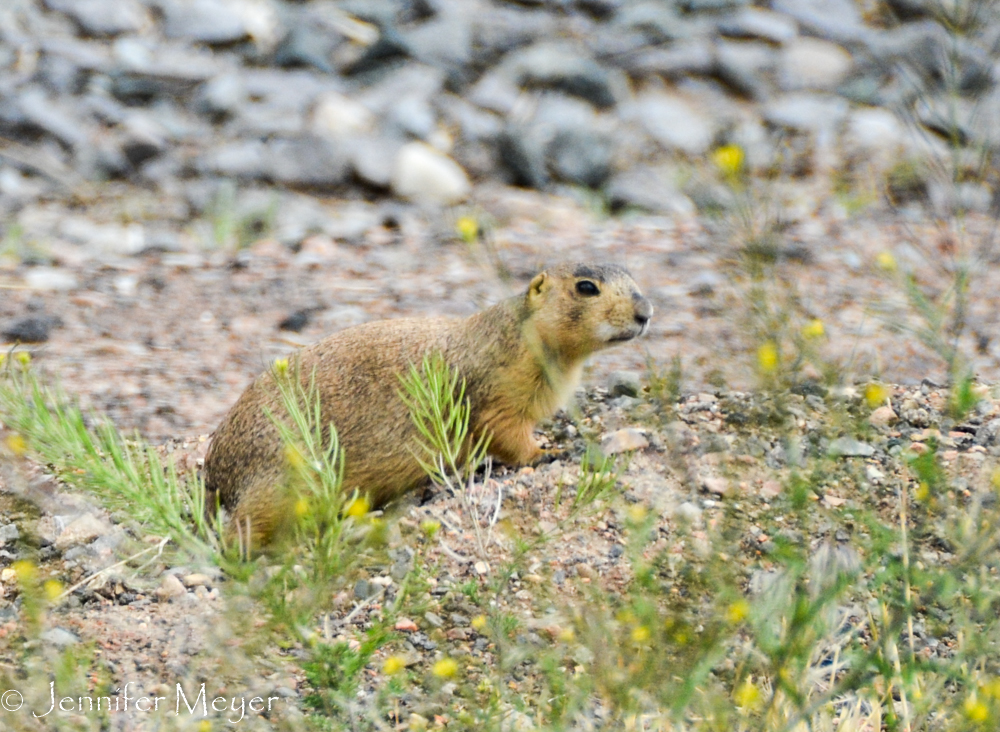 Prairie dog at a city intersection.