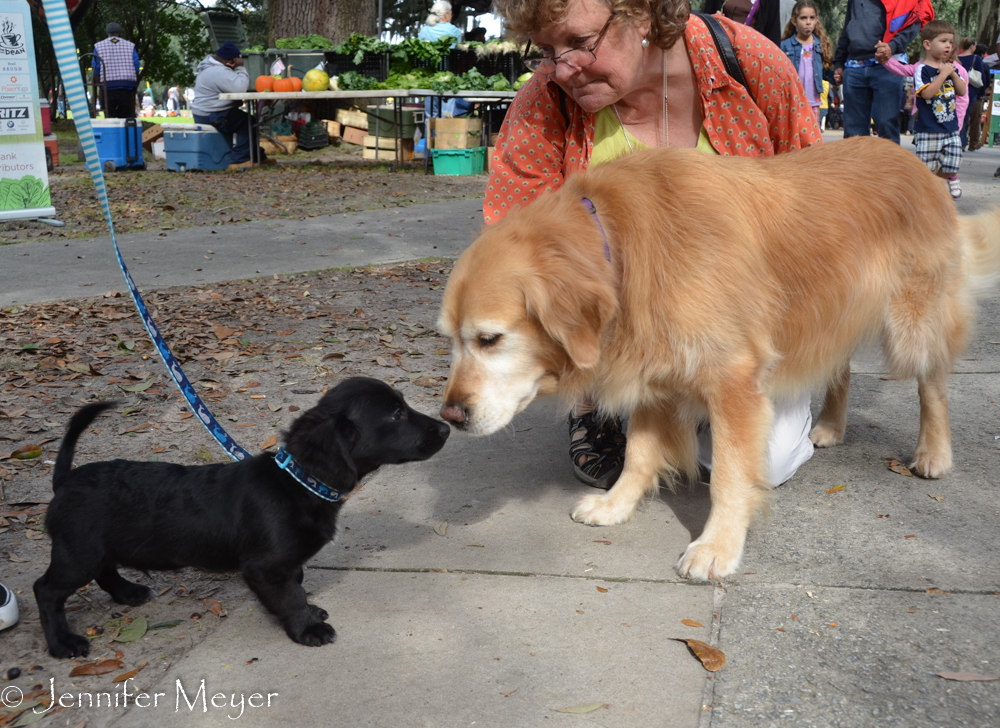 Bailey meets a cute puppy.