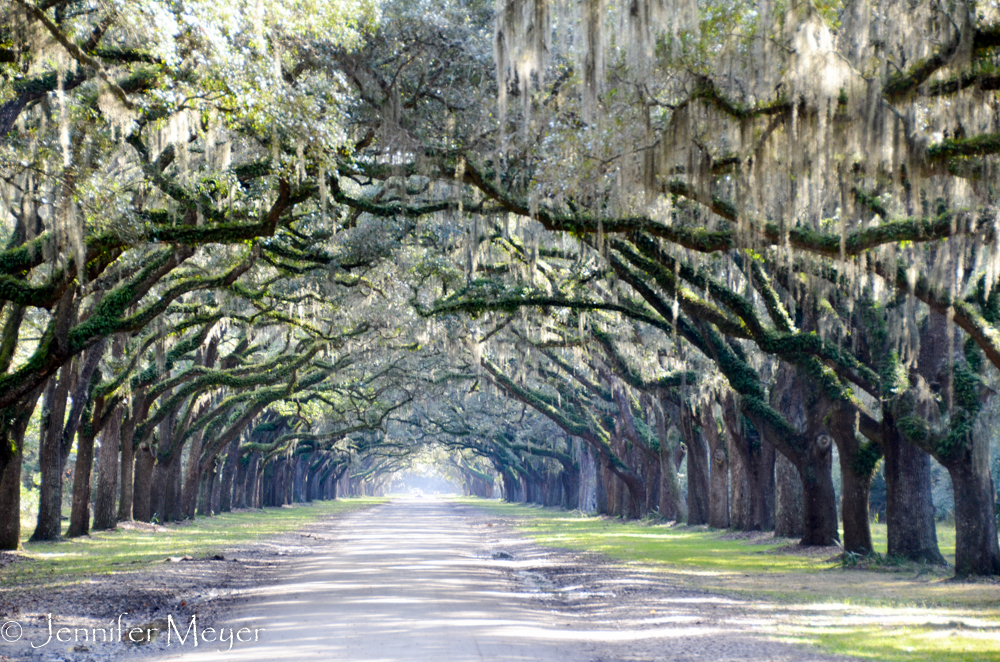 Live Oaks line the drive.