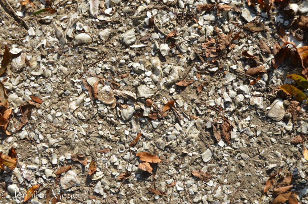 The shells are everywhere.