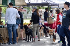 Lots of dogs at the market.