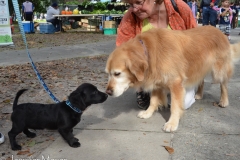 Bailey meets a cute puppy.