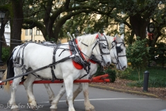 So many horse-drawn carriages.