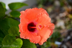 Hibiscus flower.