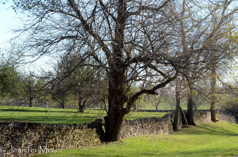 Original stone fences.