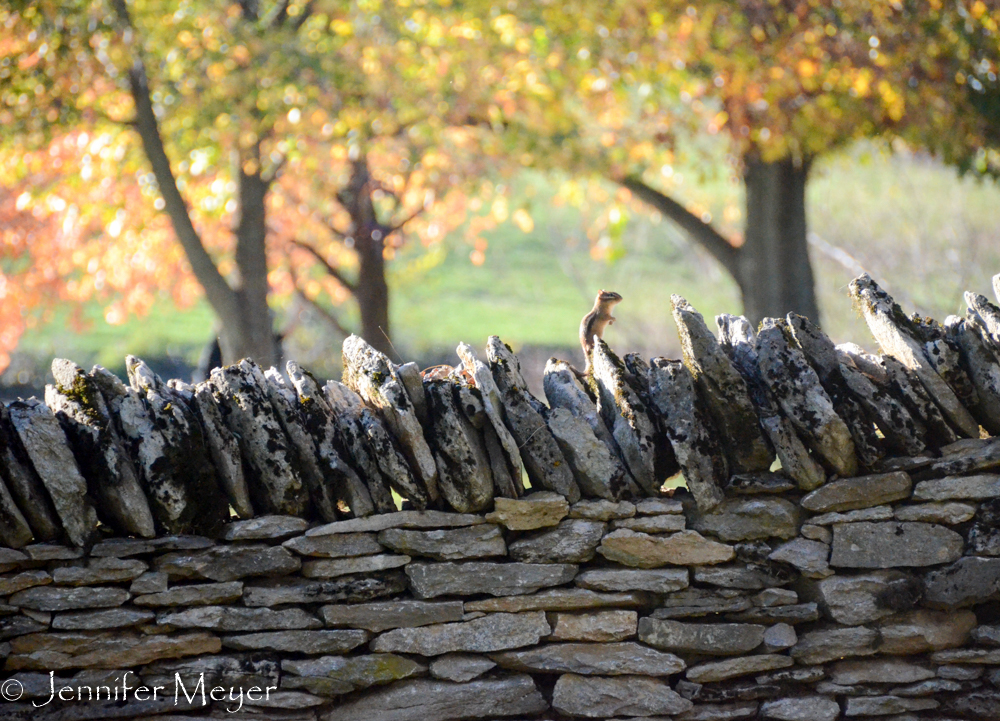 Chipmunk on the fence.