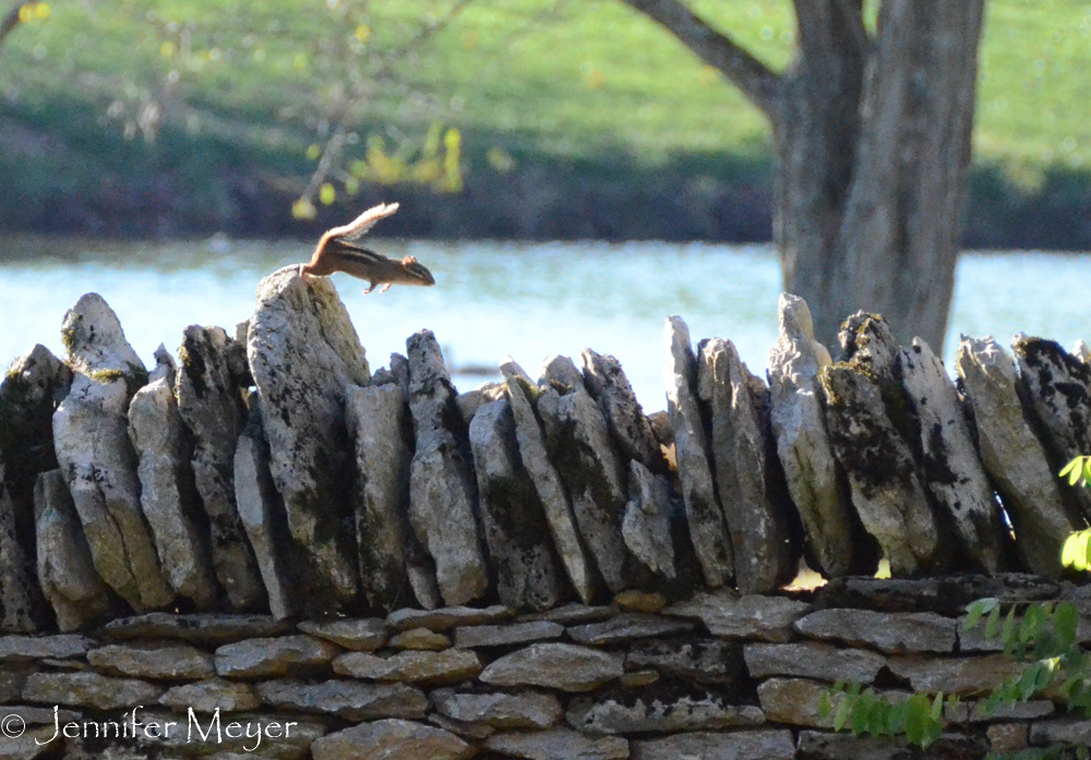 Leaping!