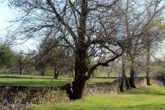 Original stone fences.