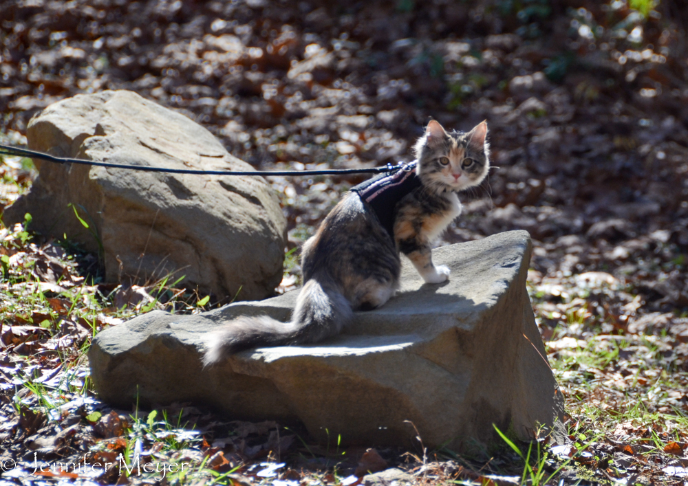 Back at the ranch, Gypsy was ready for some action.