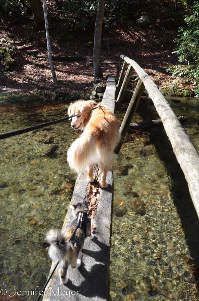 Bailey shows Gypsy the way.