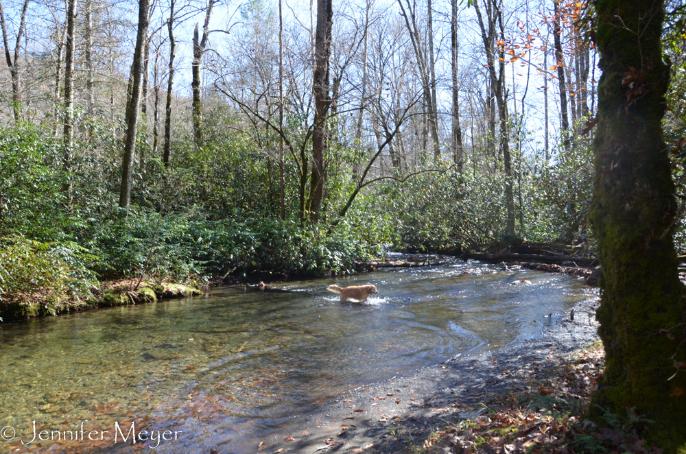 And wade in the creek.