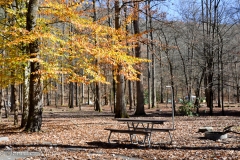 We found this great NP campground: Smokemont.