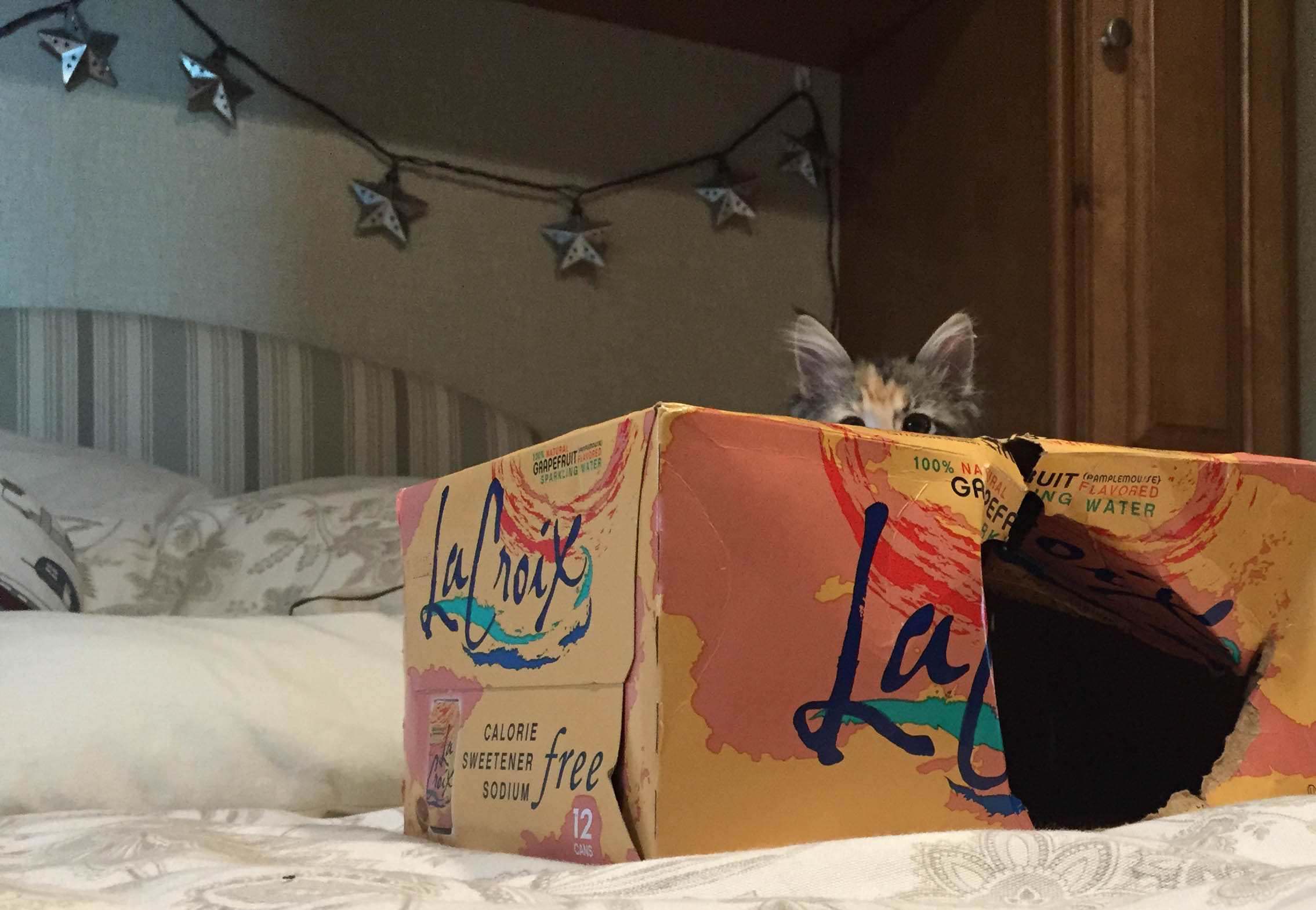 She loves boxes.