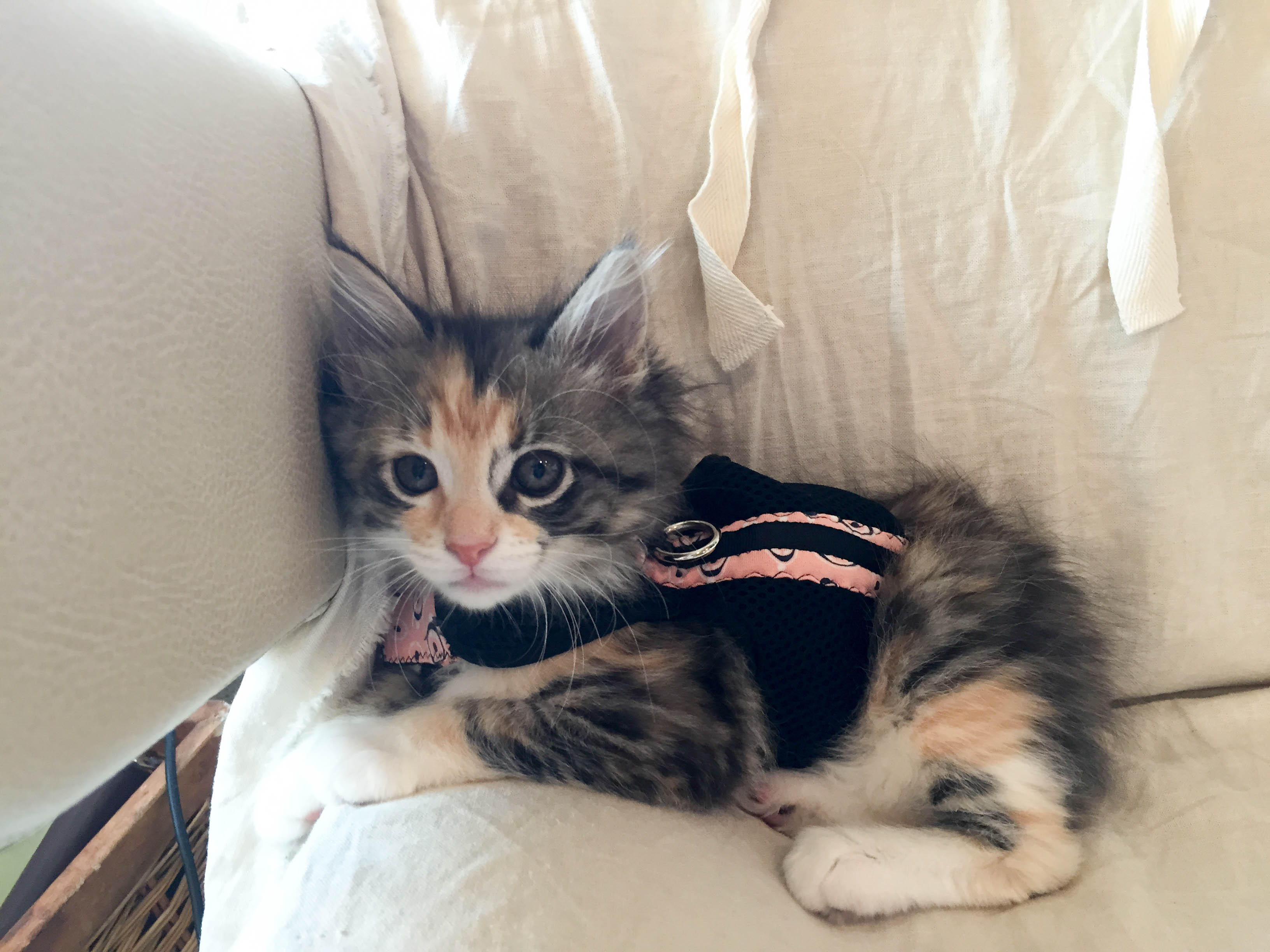 Kate refashioned this new harness for her.