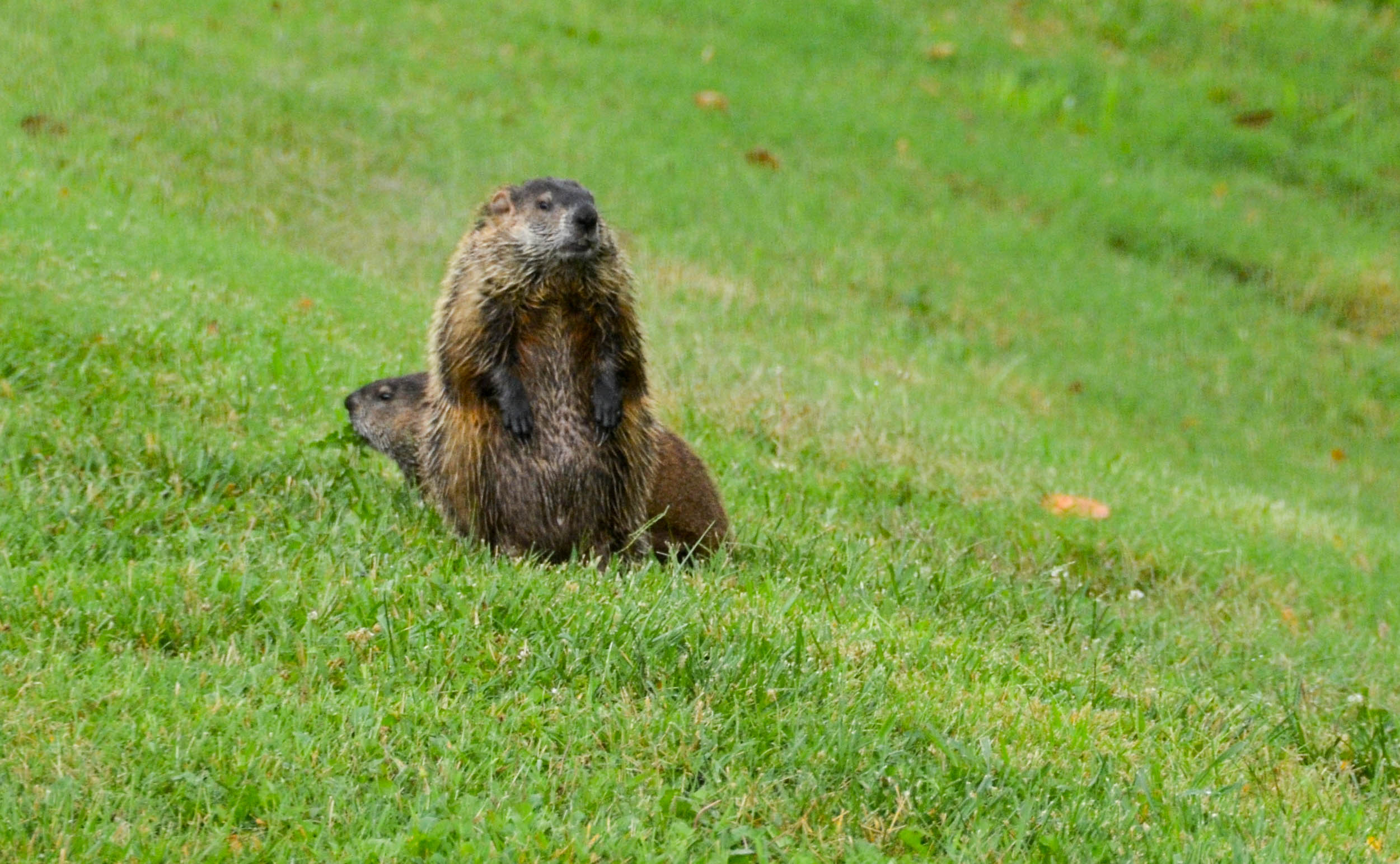 With our groundhog friends.