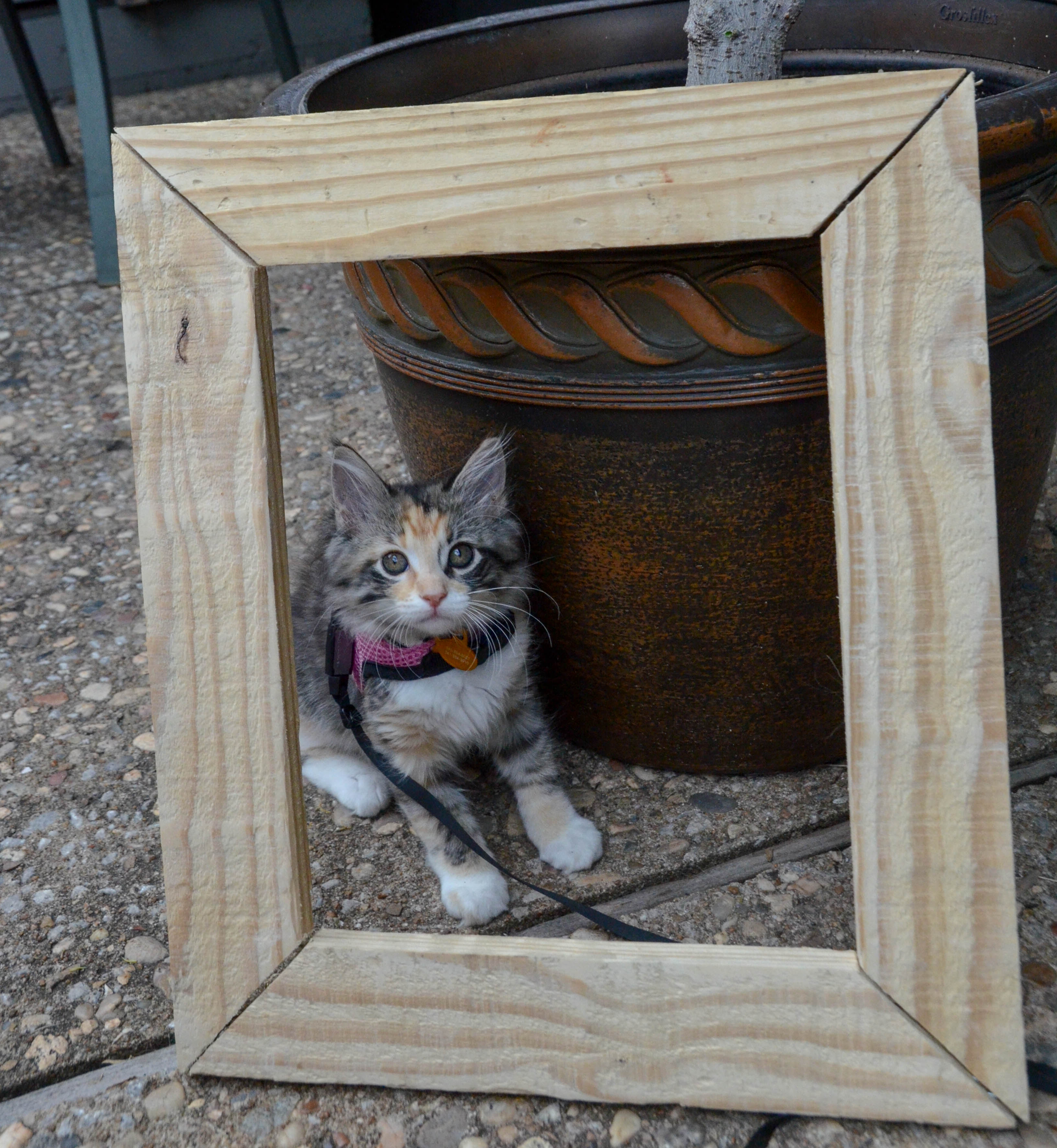 Gypsy framed by a base I built for our closet drawers.