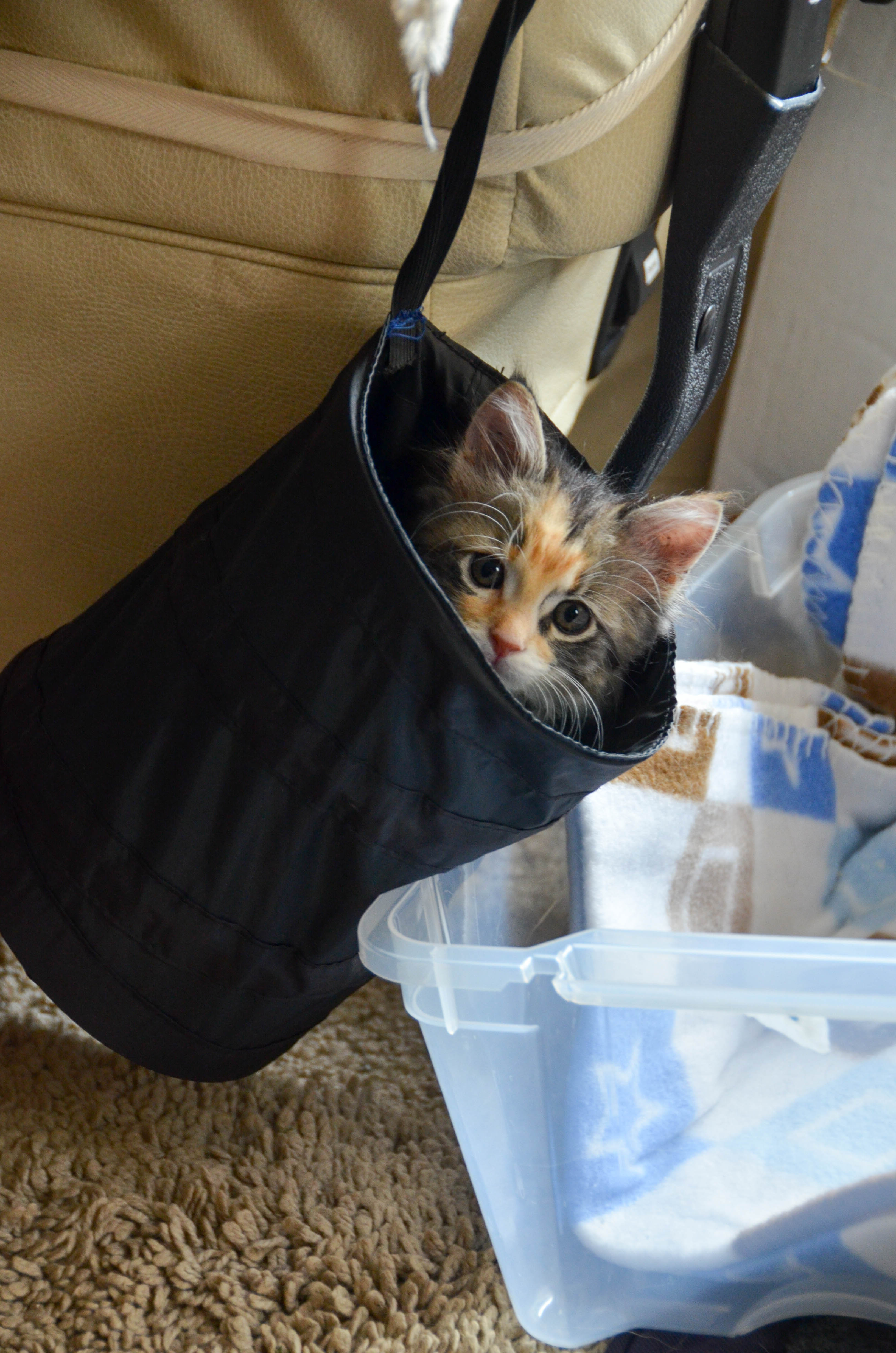 Gypsy in the litter bin.
