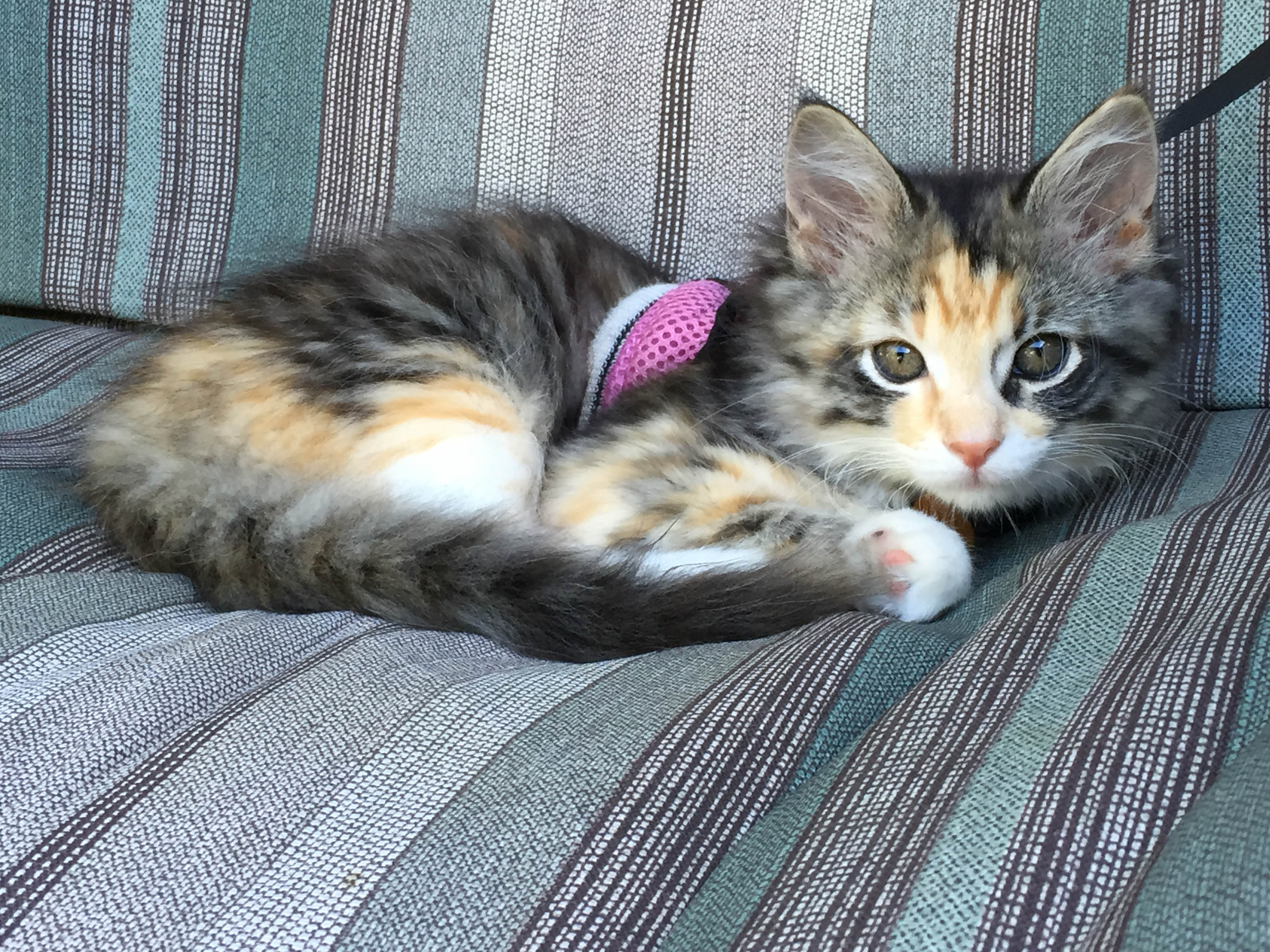 Gypsy loves hanging out on Dad's patio.