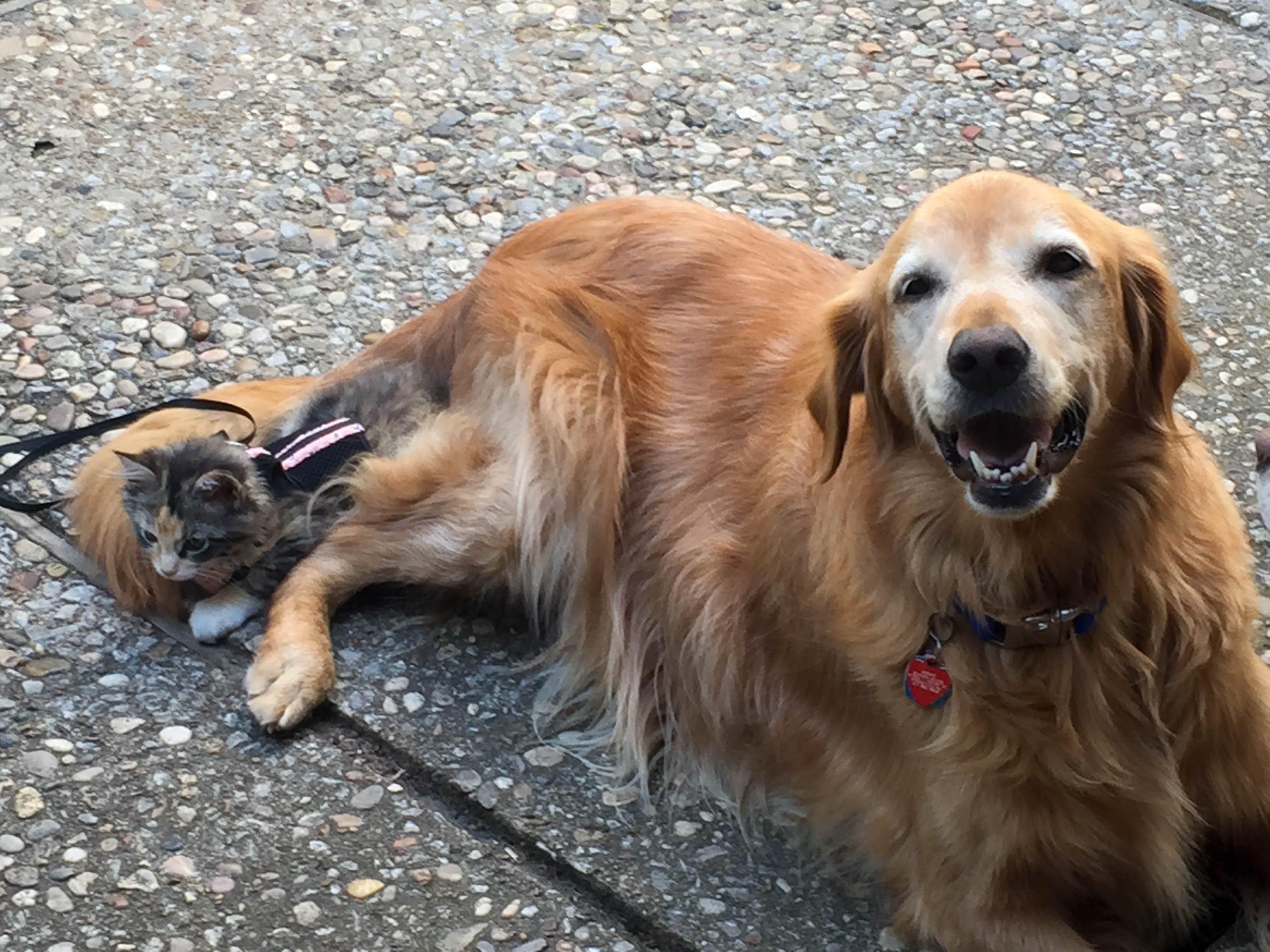 Gypsy and Annie are pals.