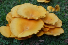 Mushrooms in Dad's neighbor's yard.