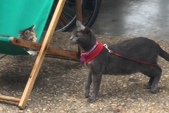 At Dad's, Gypsy meets neighbor, Gracie.