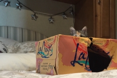 She loves boxes.