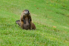 With our groundhog friends.