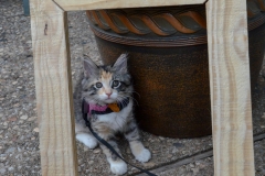 Gypsy framed by a base I built for our closet drawers.