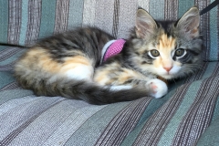 Gypsy loves hanging out on Dad's patio.