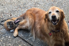 Gypsy and Annie are pals.