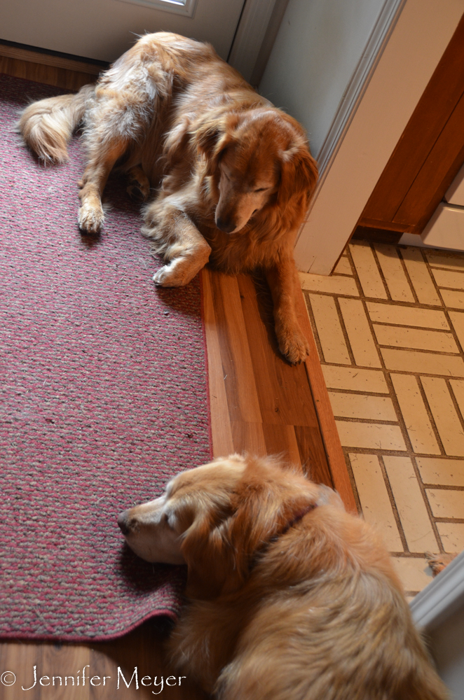 Two dogs in a doorway.