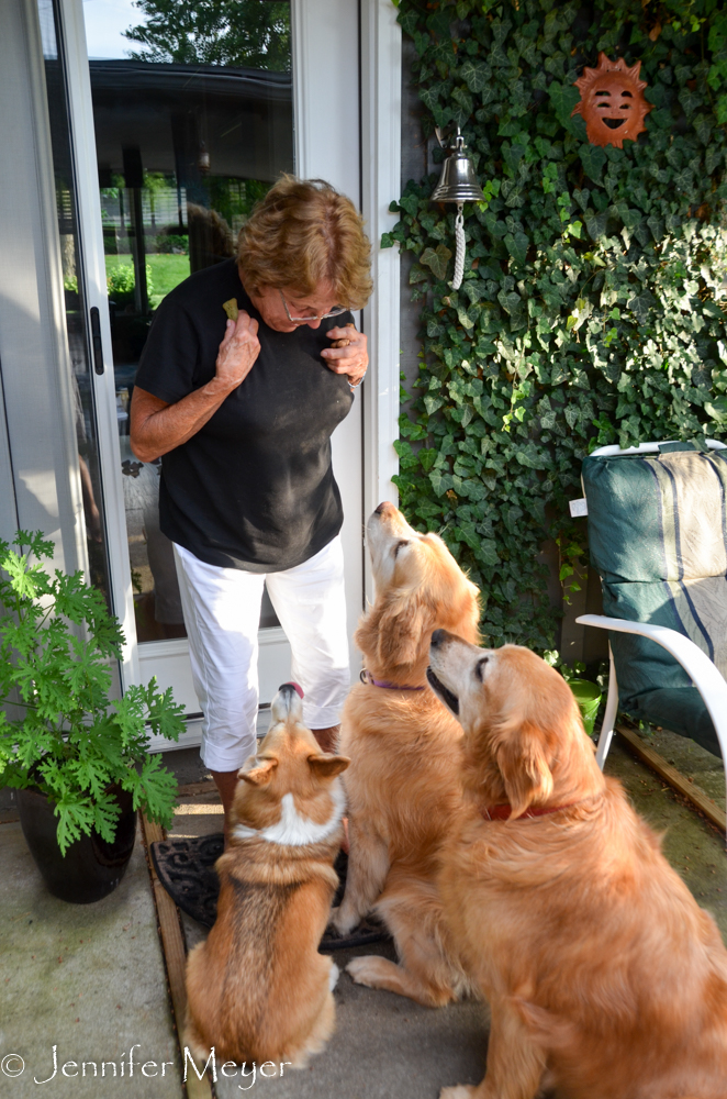 All the neighbors give her treats.