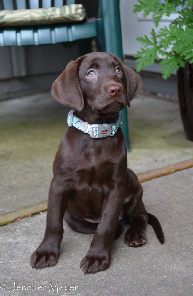 One day Sharon was babysitting an 8-week-old lab for a friend.