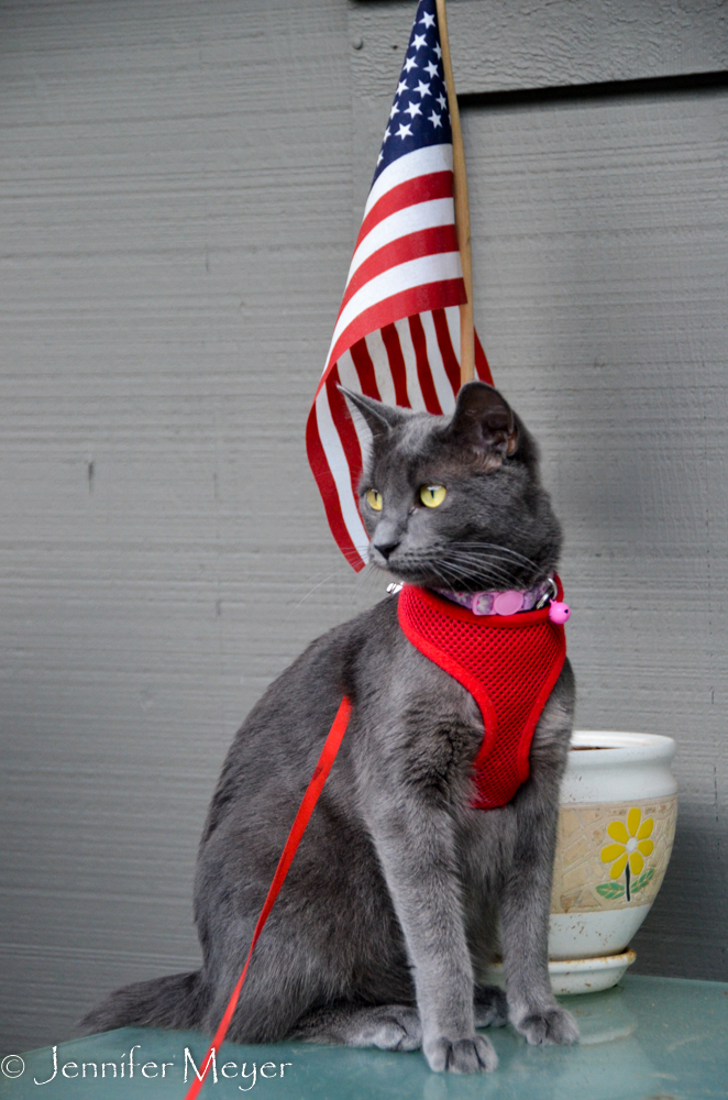 Gracie goes everywhere.