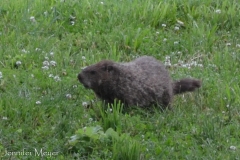 Groundhogs wandered around during the day.