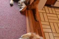 Two dogs in a doorway.