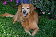 Annie's such a sweet golden.