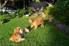 Frisco joins in the play.