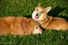 Bailey hit it off with neighbor Mary Sue' corgy, Frisco.