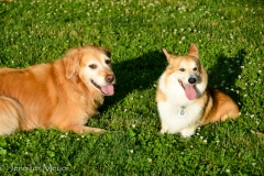 Bailey and Frisco really liked each other.