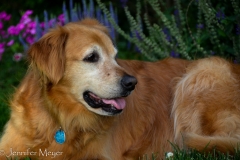 Annie runs freely about the cul-de-sac.