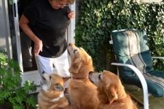 Bailey learned which doors to go to.