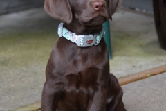 One day Sharon was babysitting an 8-week-old lab for a friend.