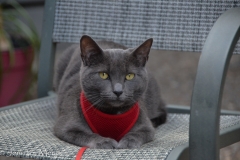 Gracie comes to Happy Hour with Sharon.